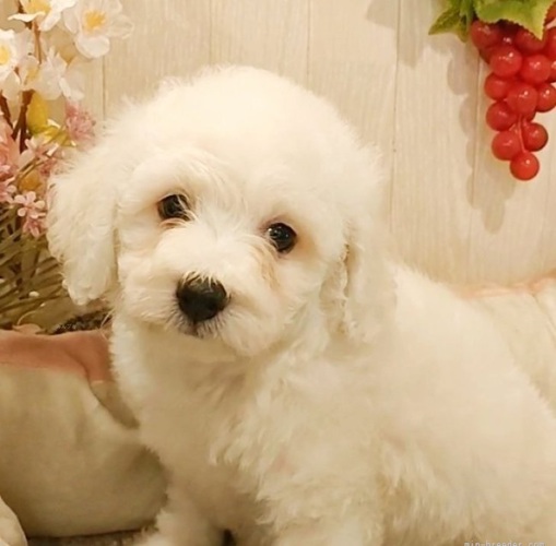 毛量の多い静かなお母さんから生まれたビションちゃん 犬の販売 1184