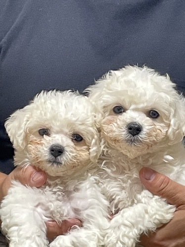ビションフリーゼ 犬の販売・譲渡 1187 とっても元気!可愛いビション兄妹