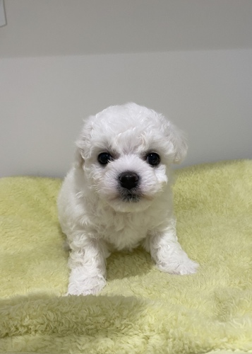ビションフリーゼ 犬の販売・譲渡 1189 可愛い!爆毛ビションフリーゼの男の子