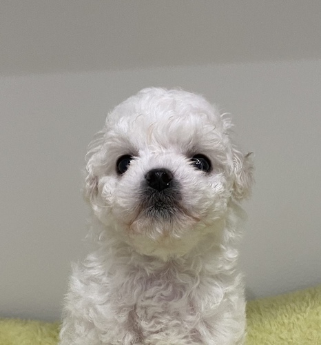 ビションフリーゼ 犬の販売・譲渡 1190 良血統の可愛い子
