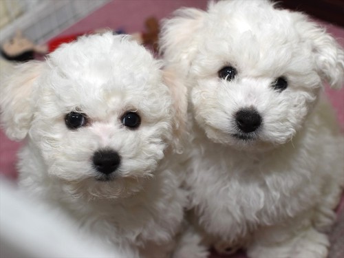 ビションフリーゼ 犬の販売・譲渡 1193 新しい家族が見つかりました