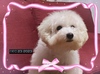 rVt[[ q T Ƃ菗̎q 1195