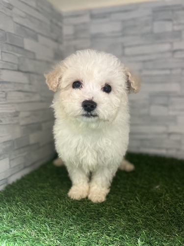 ビションフリーゼ 犬の販売・譲渡 1196 激カワビジョン