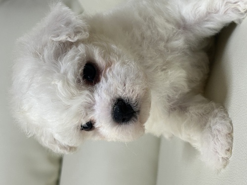 ビションフリーゼ 犬の販売・譲渡 1203 抜群の子犬達です!