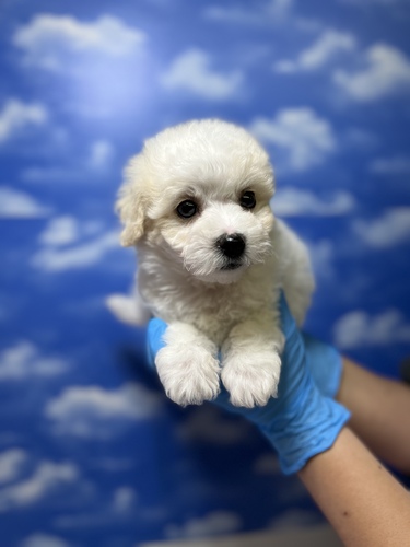 ビションフリーゼ 犬の販売・譲渡 1204 激かわ君がここに