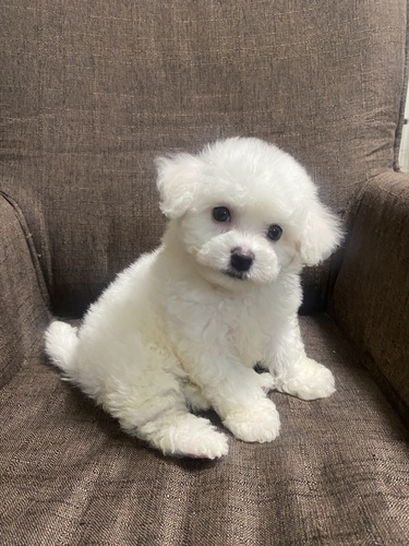 ビションフリーゼ 犬の販売・譲渡 1205 毛量たっぷり可愛いお顔のビションちゃん