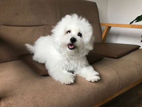 ビションフリーゼ 犬の販売・譲渡 1207 毛量たっぷりの子