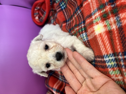 ビションフリーゼ 犬の販売・譲渡 1209 可愛いビションの女の子