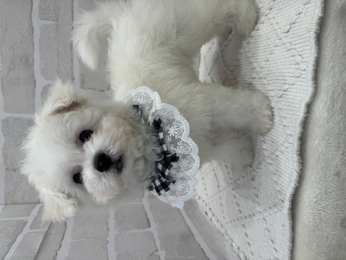 ビションフリーゼ 犬の販売・譲渡 1210 可愛すぎ!全て込み。