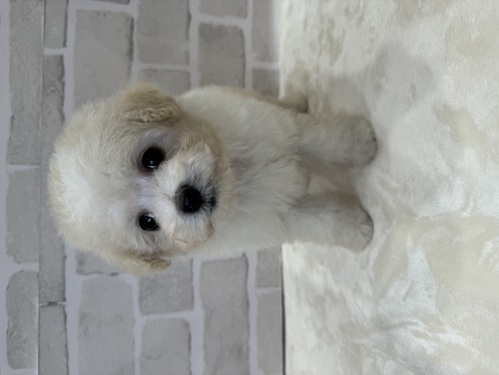 ビションフリーゼ 犬の販売・譲渡 1211 もふもふ美人さん。全て込み。