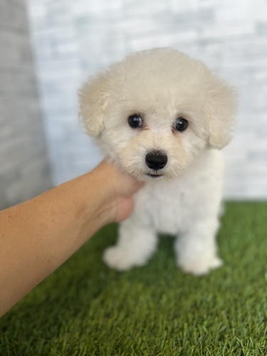 ビションフリーゼ 犬の販売・譲渡 1212 これぞビション女の子