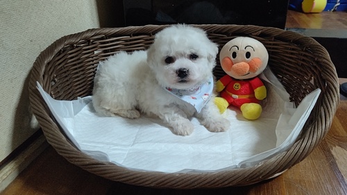 ビションフリーゼ 犬の販売・譲渡 1213 今日明日限定お値打ちビションフリーゼ男の子