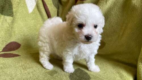 ビションフリーゼ 犬の販売・譲渡 1215 可愛いふわふわ ビジョンフリーゼの男の子