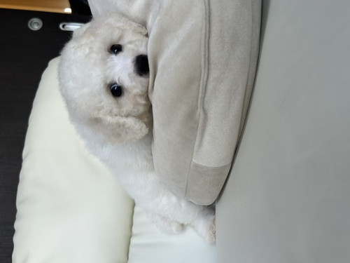ビションフリーゼ 犬の販売・譲渡 1217 毛量、マズル短く、ドアフーの男の子です。