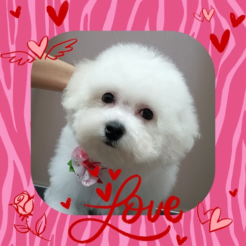 ビションフリーゼ 犬の販売・譲渡 1220 お値打ちとっても小ぶりビションフリーゼちゃん