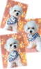 rVt[[ q T j̎qI... 1222
