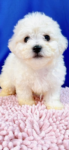 ビションフリーゼ 犬の販売・譲渡 1223 込み込み価格。まんまるふわふわビション