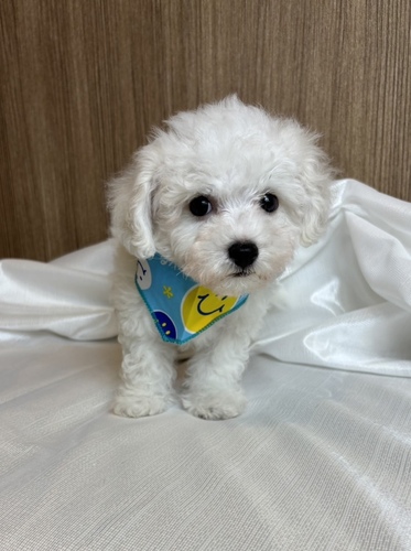 ビションフリーゼ 犬の販売・譲渡 1225 激かわビションフリーゼ
