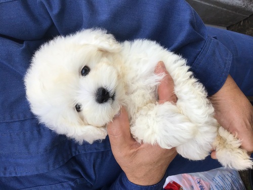 ビションフリーゼ 犬の販売・譲渡 1226 可愛い男の子