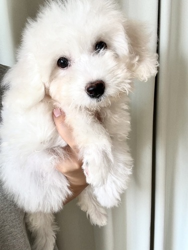 ビションフリーゼ 犬の販売・譲渡 1232 真っ白ふわふわ男の子