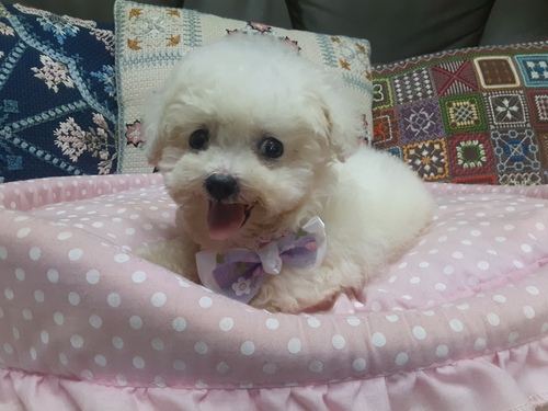 ビションフリーゼ 犬の販売・譲渡 1234 可愛い兄妹