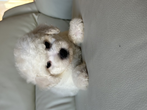 ビションフリーゼ 犬の販売・譲渡 1241 両親の血を受け継いだ最高の男の子達です。