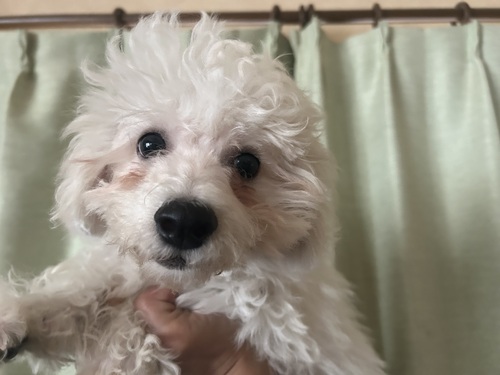 ビションフリーゼ 犬の販売・譲渡 1242 ふわふわくん