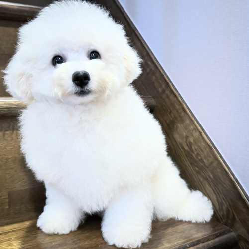 ビションフリーゼ 犬の販売・譲渡 1243 両親外産!チャンピオン家系の女の子