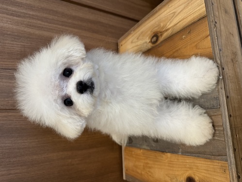 ビションフリーゼ 犬の販売・譲渡 1247 ◆両親外産◆ 歴代チャンピオン家系