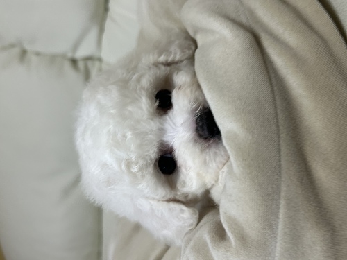 ビションフリーゼ 犬の販売・譲渡 1256 両親小さめから産まれた最高のビションフリーゼの作品