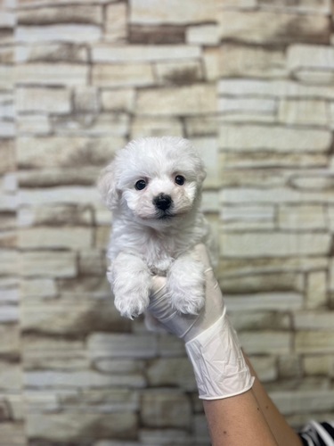 ビションフリーゼ 犬の販売・譲渡 1259 パパJKC jrチャンピオンの男の子★