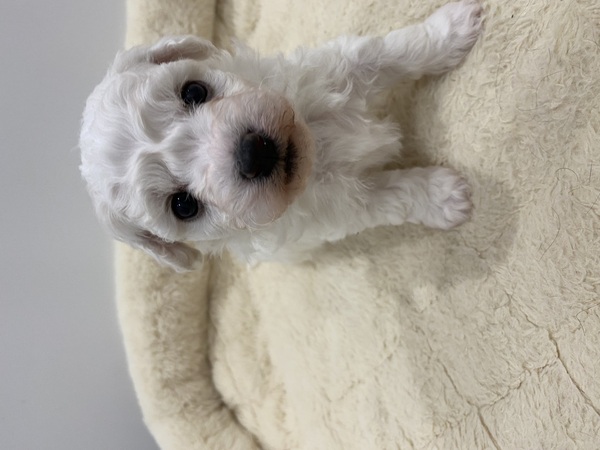 ビションフリーゼ 犬の販売・譲渡 1260 お顔の可愛い爆毛君♪