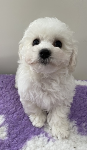 ビションフリーゼ 犬の販売・譲渡 1261 可愛いお顔の爆毛くん❣️