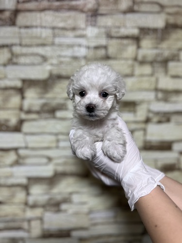 ビションフリーゼ 犬の販売・譲渡 1265 激かわ男の子