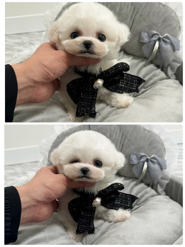 ビションフリーゼ 犬の販売・譲渡 1267 ミニビション女の子