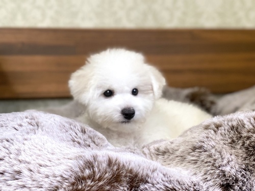 ビションフリーゼ 犬の販売・譲渡 1270 穏やかな男の子