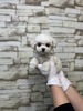 rVt[[ q T 폗̎q 1273