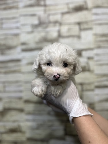 ビションフリーゼ 犬の販売・譲渡 1275 タレ目が可愛い女の子 9595