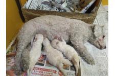 ビションフリーゼ 犬の販売・譲渡 1280 かわいい顔に自信あり 新聞でグレーに見えますね・・