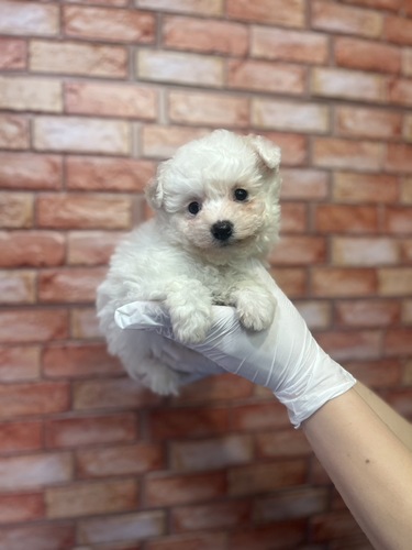 ビションフリーゼ 犬の販売・譲渡 1281 ビション女の子