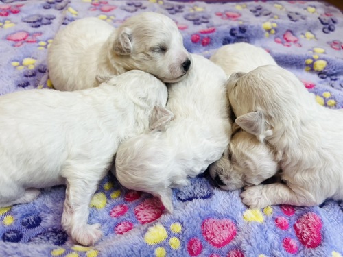 ビションフリーゼ 犬の販売・譲渡 1282 可愛いビション