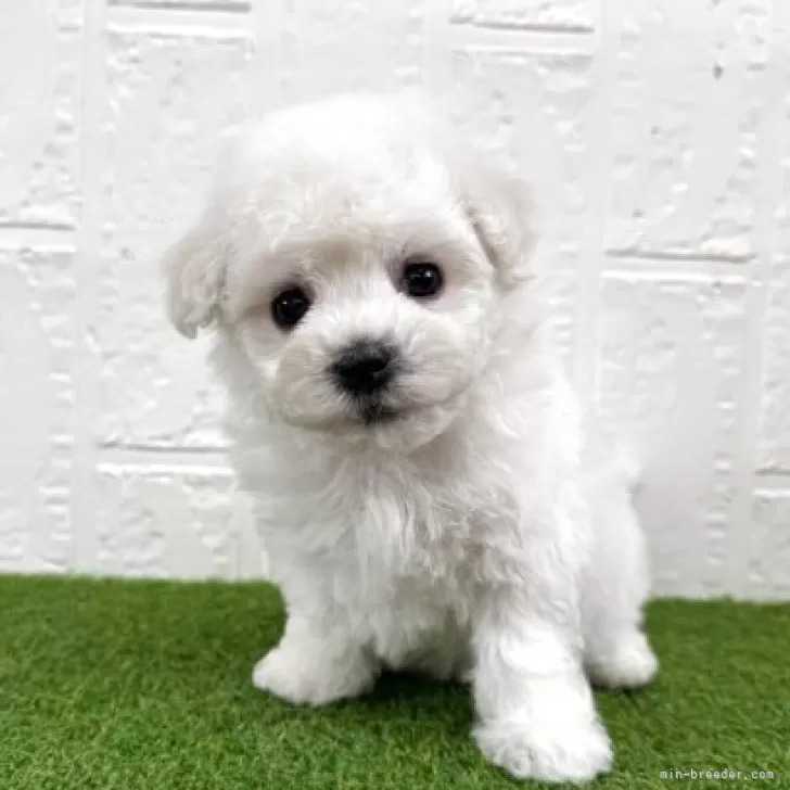 ビションフリーゼ女の子 犬の販売 1283