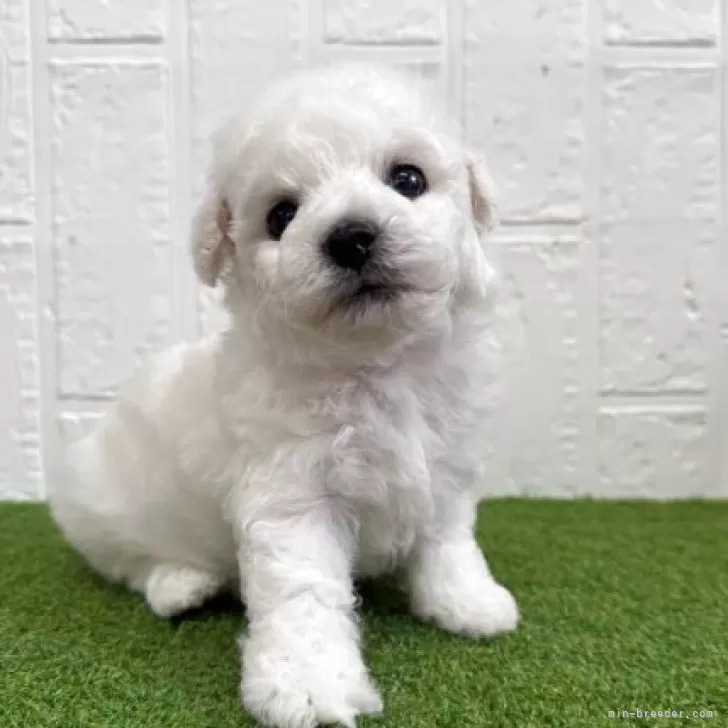 ビションフリーゼ男の子 犬の販売 1284