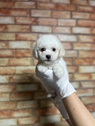 ビションフリーゼ 犬の販売・譲渡 1286 ホワイト 女の子