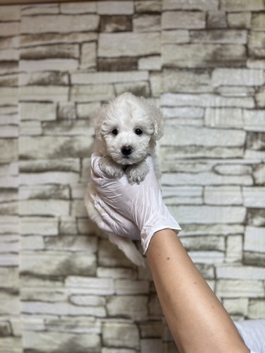 ビションフリーゼ 犬の販売・譲渡 1305 ビション男の子