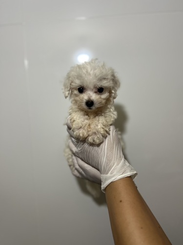 ビションフリーゼ 犬の販売・譲渡 1306 ふんわりガール4324