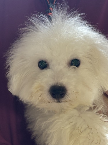 ビションフリーゼ 犬の販売・譲渡 1308 ビション・フリーゼ 男の子 残り1頭