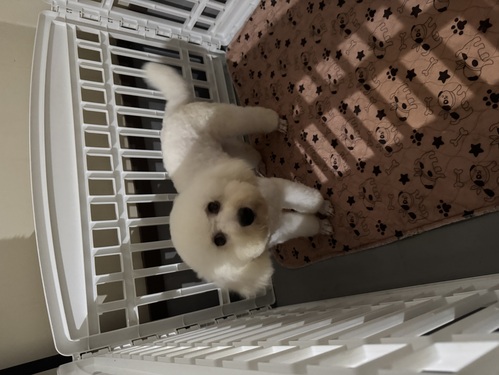 ビションフリーゼ 犬の販売・譲渡 1312 頭数制限のため里親さま募集いたします。