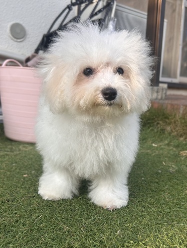 ビションフリーゼ 犬の販売・譲渡 1315 ビションフリーゼの女の子