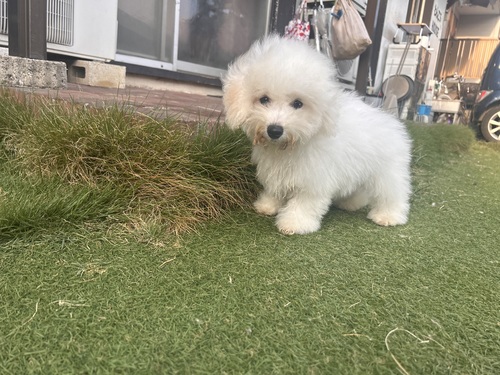 ビションフリーゼ 犬の販売・譲渡 1316 ビションフリーゼの男の子